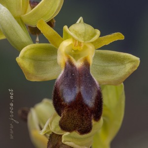Ophrys forestieri (Rchb f.) Lojac. 1909