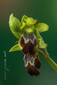 Ophrys forestieri (Rchb f.) Lojac. 1909