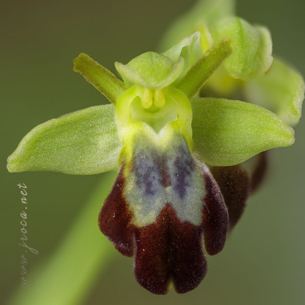Ophrys forestieri (Rchb f.) Lojac. 1909