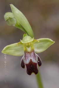 Ophrys forestieri (Rchb f.) Lojac. 1909