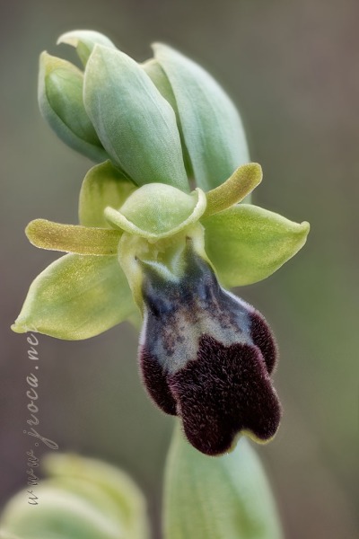 Ophrys forestieri (Rchb. f.) Lojacono