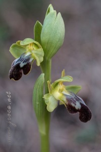 Ophrys forestieri (Rchb. f.) Lojacono