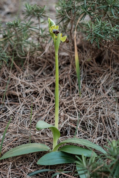 Ophrys forestieri (Rchb. f.) Lojacono
