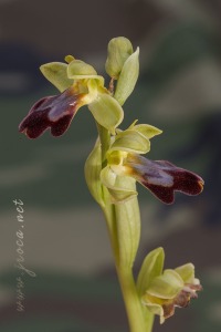 Ophrys forestieri (Rchb f.) Lojac. 1909
