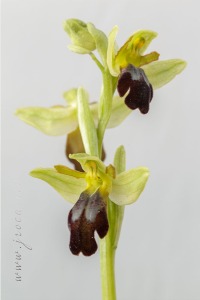 Ophrys forestieri (Rchb f.) Lojac. 1909