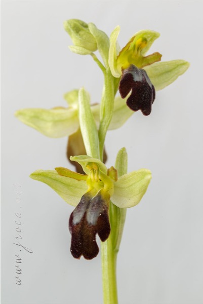 Ophrys forestieri (Rchb f.) Lojac. 1909
