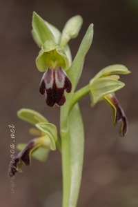 Ophrys forestieri (Rchb f.) Lojac. 1909