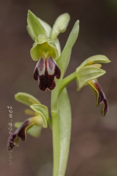 Ophrys forestieri (Rchb f.) Lojac. 1909