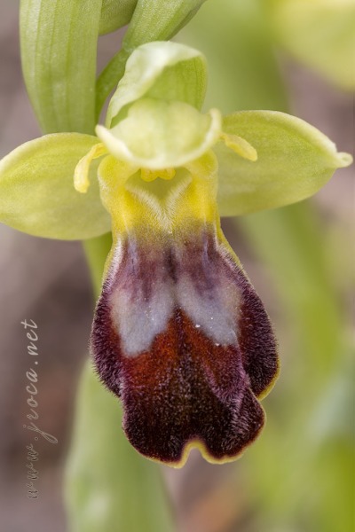 Ophrys forestieri (Rchb f.) Lojac. 1909