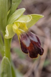 Ophrys forestieri (Rchb f.) Lojac. 1909