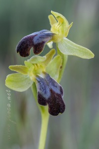 Ophrys forestieri (Rchb f.) Lojac. 1909