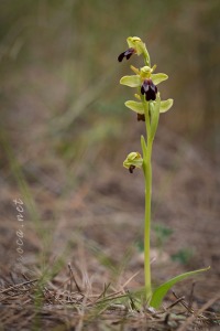 Ophrys forestieri (Rchb f.) Lojac. 1909