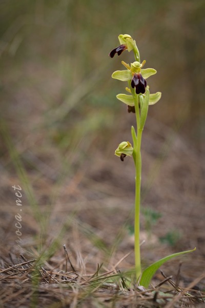 Ophrys forestieri (Rchb f.) Lojac. 1909