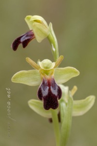 Ophrys forestieri (Rchb f.) Lojac. 1909