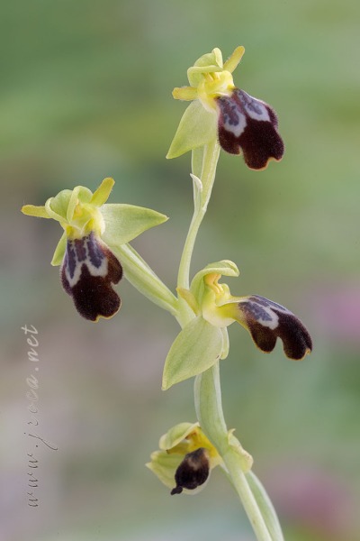 Ophrys forestieri (Rchb f.) Lojac. 1909
