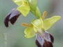Ophrys forestieri