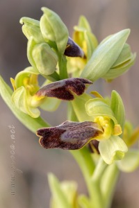 Ophrys forestieri (Rchb. f.) Lojacono