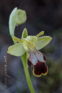 Ophrys forestieri (Rchb. f.) Lojacono