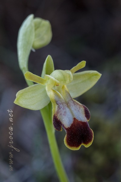 Ophrys forestieri (Rchb. f.) Lojacono