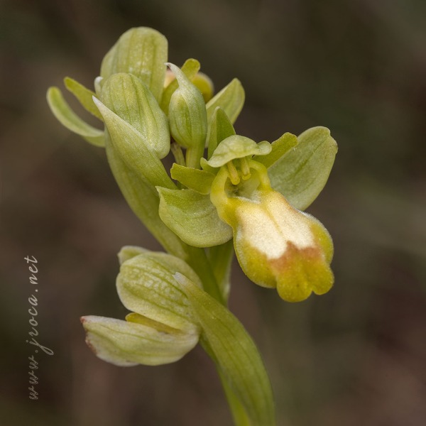Ophrys forestieri (Rchb. f.) Lojacono