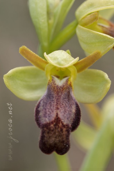 Ophrys forestieri (Rchb. f.) Lojacono