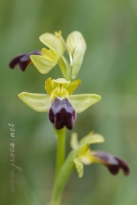 Ophrys forestieri (Rchb. f.) Lojacono
