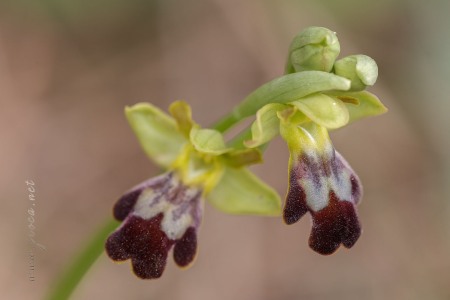 Ophrys forestieri (Rchb. f.) Lojacono