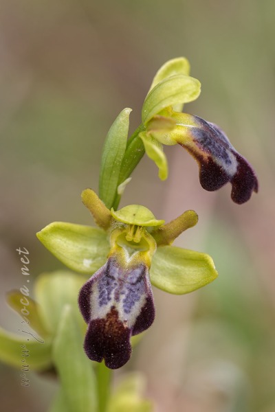 Ophrys forestieri (Rchb. f.) Lojacono