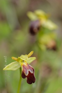 Ophrys forestieri (Rchb. f.) Lojacono