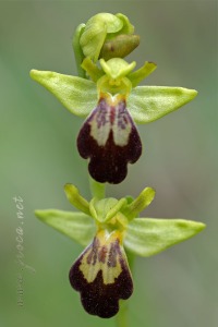 Ophrys forestieri (Rchb. f.) Lojacono