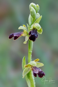 Ophrys fusca Link Ophrys fusca Link