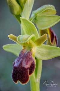 Ophrys fusca Link Ophrys fusca Link