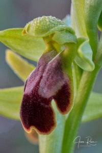 Ophrys fusca Link Ophrys fusca Link
