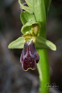 Ophrys fusca Link Ophrys fusca Link