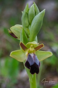Ophrys fusca Link Ophrys fusca Link