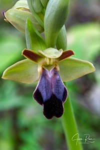 Ophrys fusca Link Ophrys fusca Link