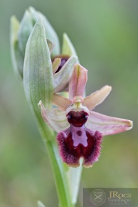 Ophrys incubacea Bianca ex Tod. subsp. pacensis F.M.Vázquez