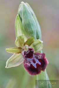 Ophrys incubacea Bianca ex Tod. subsp. pacensis F.M.Vázquez