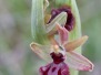 Ophrys incubacea subsp. pacensis