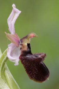 Ophrys incubacea Bianca ex Tod.