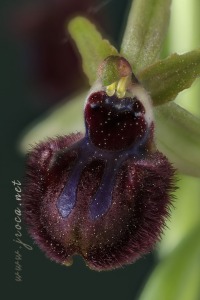 Ophrys incubacea Bianca ex Tod.
