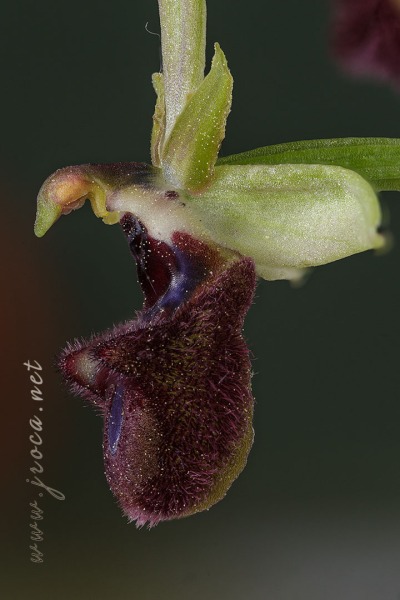 Ophrys incubacea Bianca ex Tod.