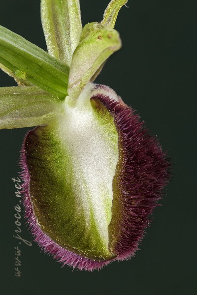 Ophrys incubacea Bianca ex Tod.