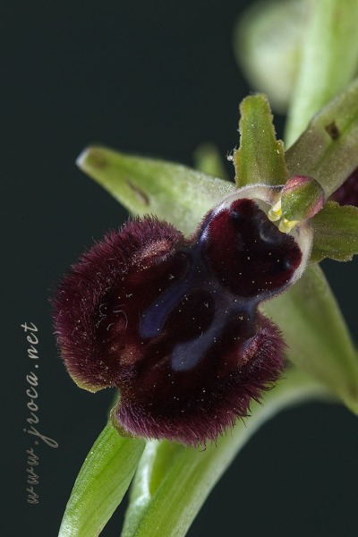 Ophrys incubacea Bianca ex Tod.