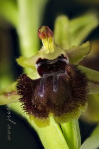 Ophrys incubacea Bianca ex Tod.