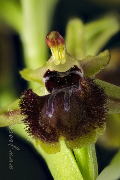 Ophrys incubacea Bianca ex Tod.