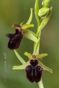 Ophrys incubacea Bianca ex Tod.