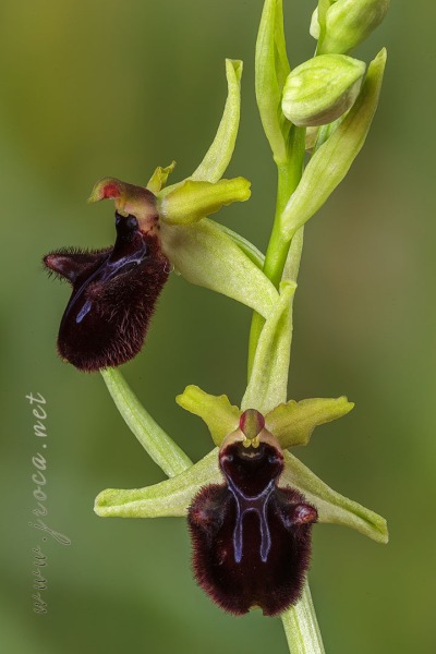 Ophrys incubacea Bianca ex Tod.
