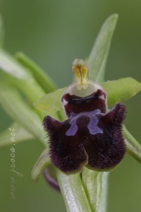 Ophrys incubacea Bianca ex Tod.