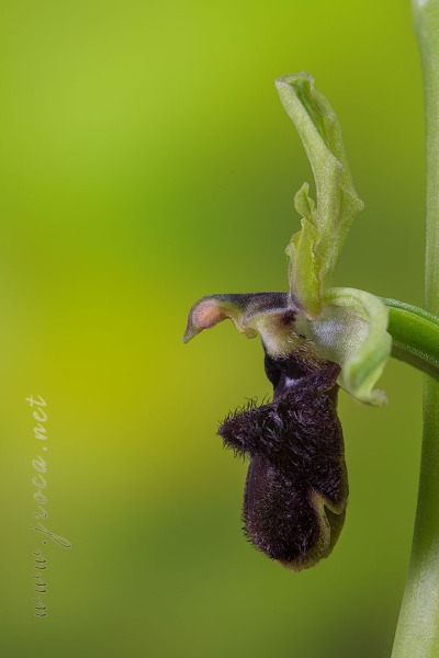 Ophrys incubacea Bianca ex Tod.